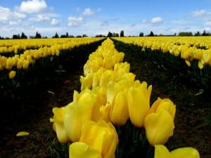 skagit valley tulip festival
