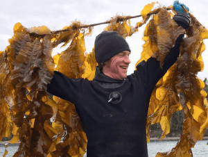 Brian Allen lifts the north section of the kelp line.