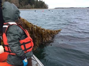 examining seeded kelp lines