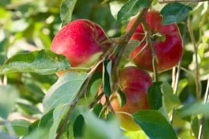 Rave Apples New Breakthroughs in Washington Apples
