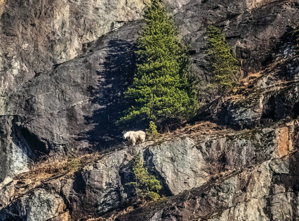 Mountain goats roam the Snoqualmie Pass area.