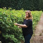 Sue Spooner and her husband, Tim, grow marionberries, strawberries, raspberries, blackberries and blueberries on their family-owned Olympia farm, Spooner Berry Farms.