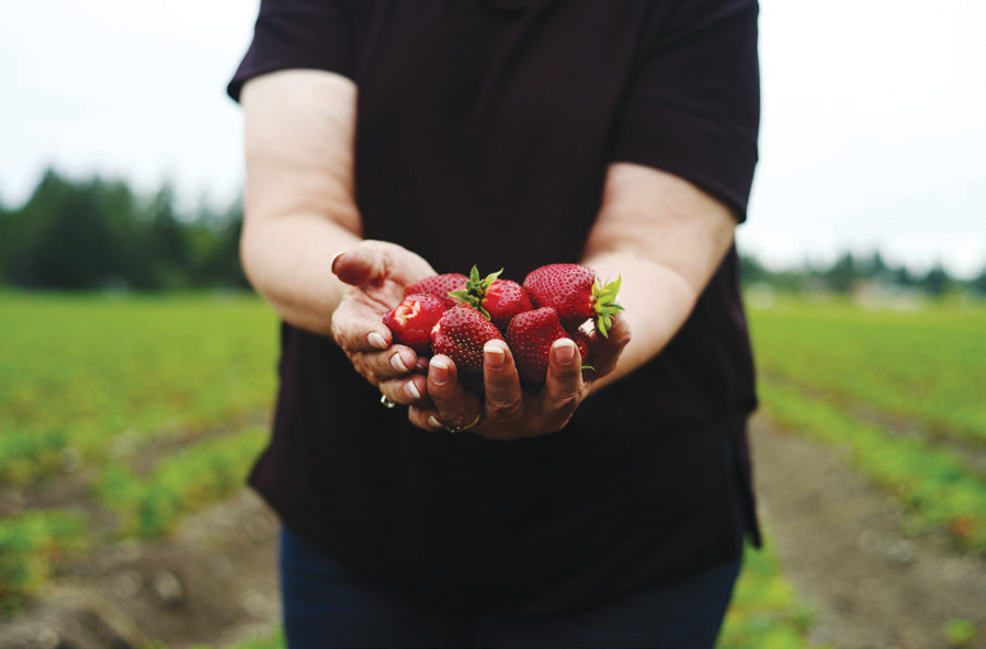 Sue Spooner picks a handful of fresh strawberries.