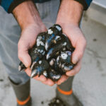 Freshly harvested Penn Cove Shellfish mussels.