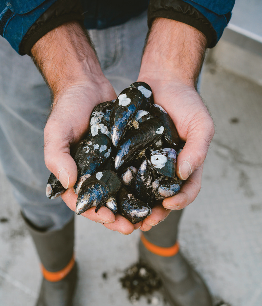 Freshly harvested Penn Cove Shellfish mussels.