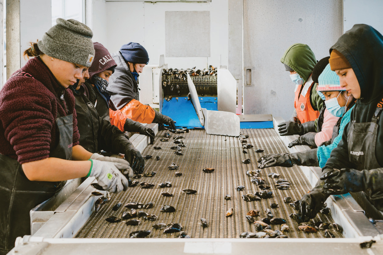 Penn Cove Shellfish produces about 2.5 million pounds of mussels per year.
