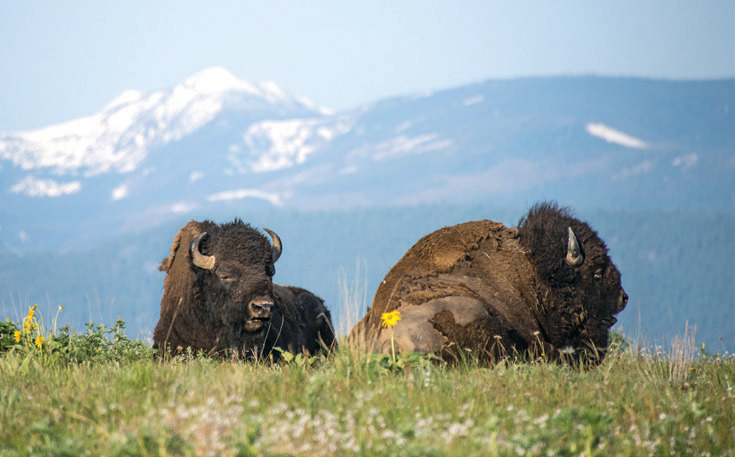 Not to miss is the National Bison Range 45 miles north.