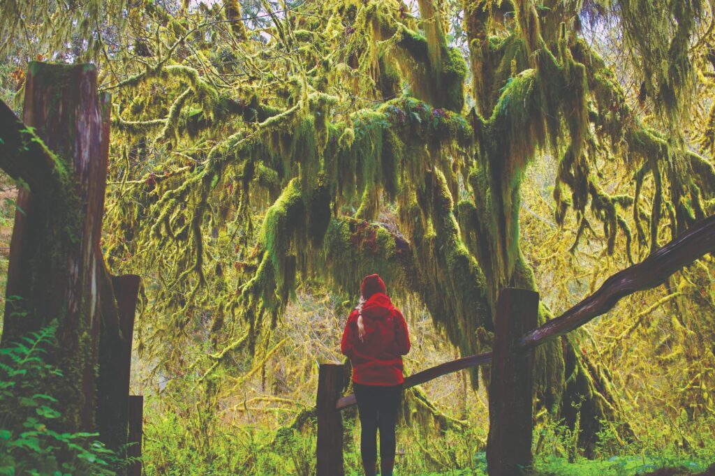 Hoh Rainforest is a world treasure, dripping in green and one of the quietest places in the country.