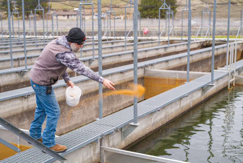 Hatchery manager Derek Gloyn feeds 18,000 spring chinook at the Lyons Ferry Fish Hatchery on the lower Snake River.