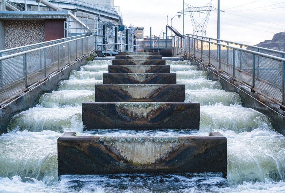 Fish ladders help adult salmon swim up the side of a dam.