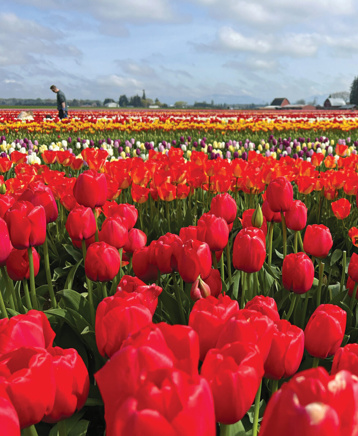 Brilliant blooms are the draw during Skagit Valley Tulip Festival.